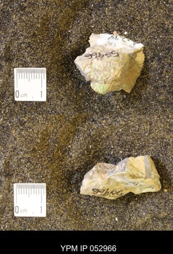 Discoscaphites gulosus