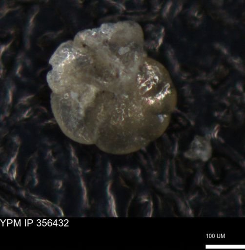 undet. Foraminiferida