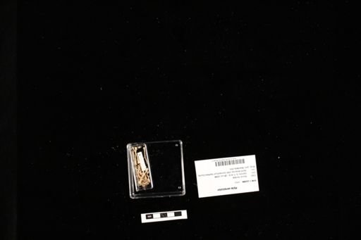 Hyla versicolor