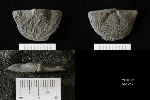 Schuchertella sp.