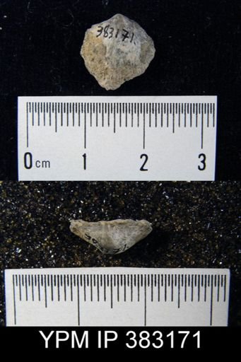 Dalmanella?