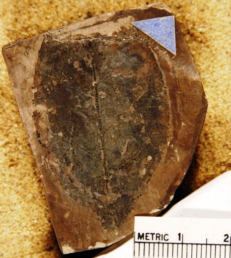 Celastrophyllum newberryanum