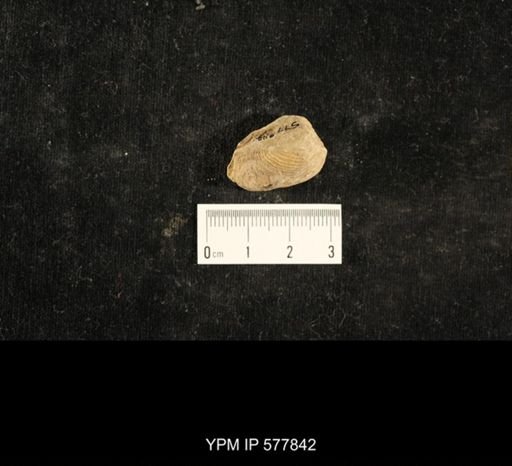 Crania modesta
