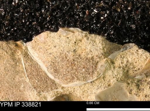 undet. Bivalvia