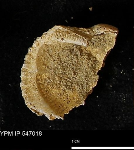 Scapharca transversa