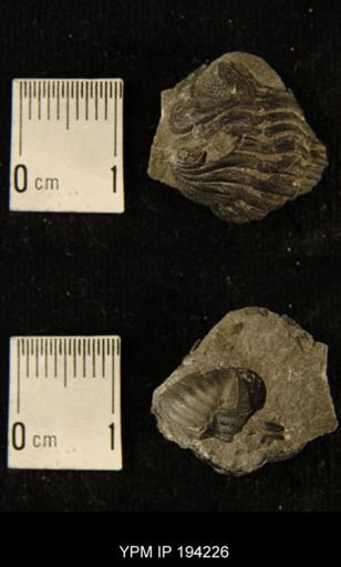 Phacops rana