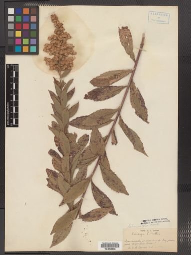 Solidago elliottii