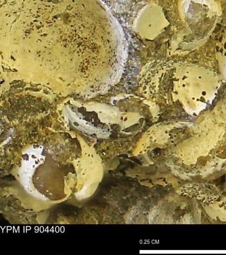 Corbulamella?