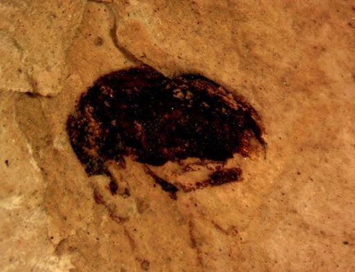 undet. Curculionidae