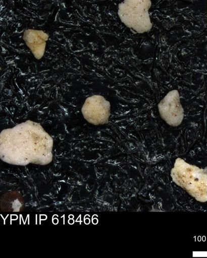 undet. Foraminiferida