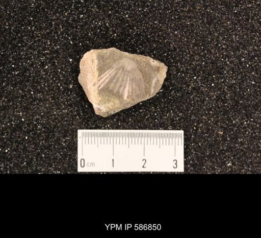 Rhynchotrema perlamellosum
