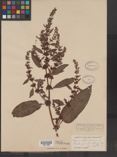 Rumex obtusifolius