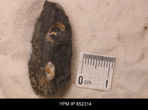 Baculites sp.