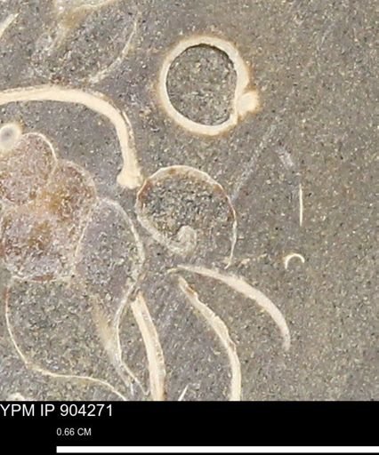 undet. Gastropoda
