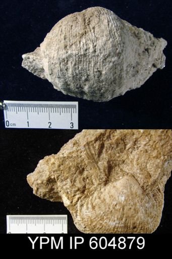 Inflatia sp.
