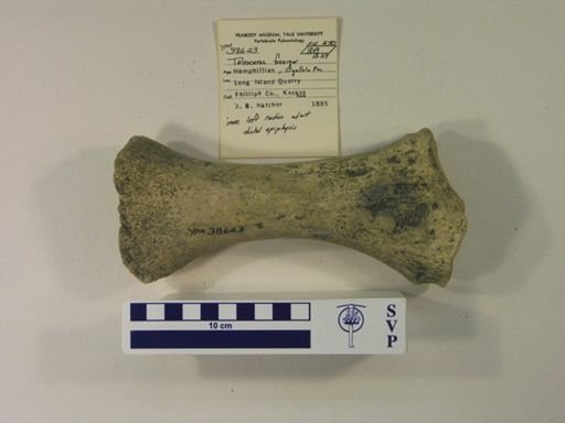 Teleoceras fossiger