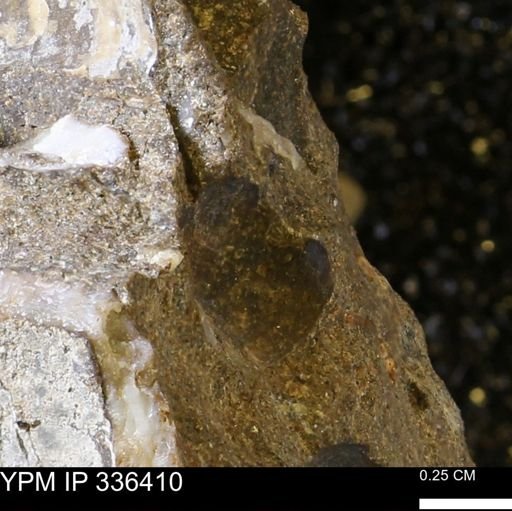 undet. Mollusca
