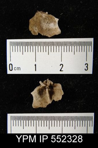 Uncinulus mutabilis