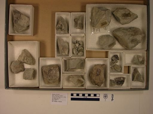 Dinosauria?