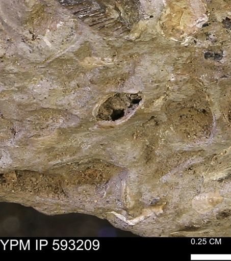 undet. Mollusca