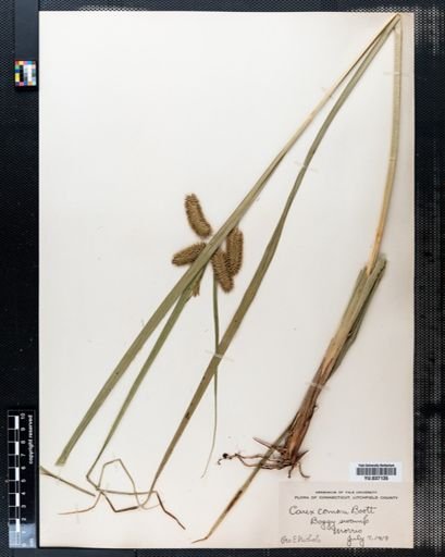 Carex comosa