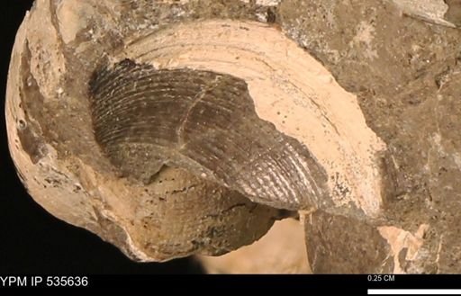Protocardia subquadrata