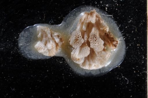 Fasciculipora pacifica