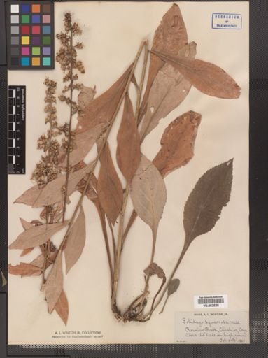 Solidago squarrosa