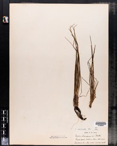 Isoetes muricata