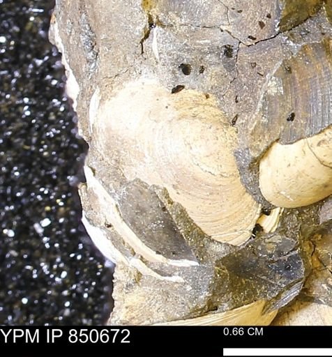 Limopsis striatopunctatus
