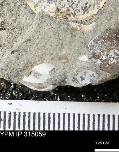 undet. Scaphitidae