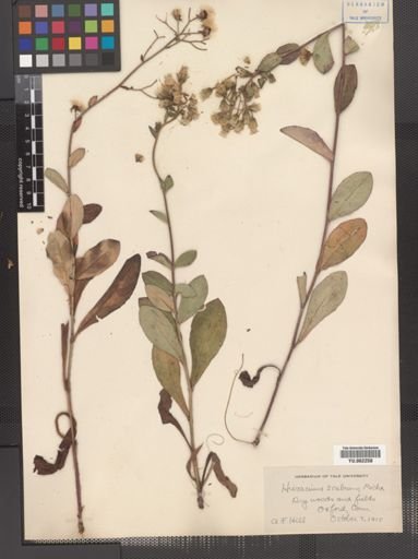 Hieracium scabrum