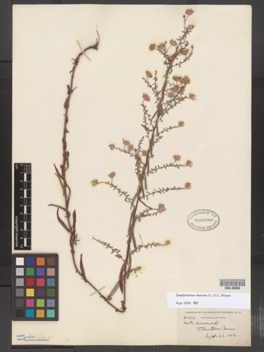 Symphyotrichum dumosum
