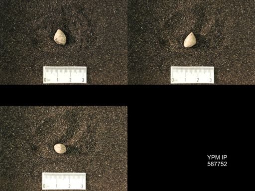 Whitfieldella oblata