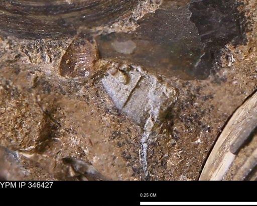 undet. Mollusca