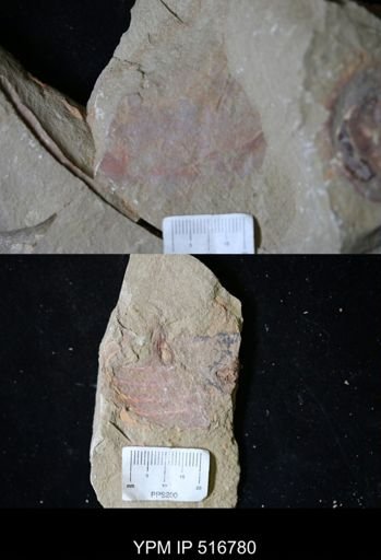 undet. Hurdiidae