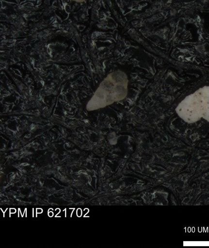 undet. Heterohelicidae