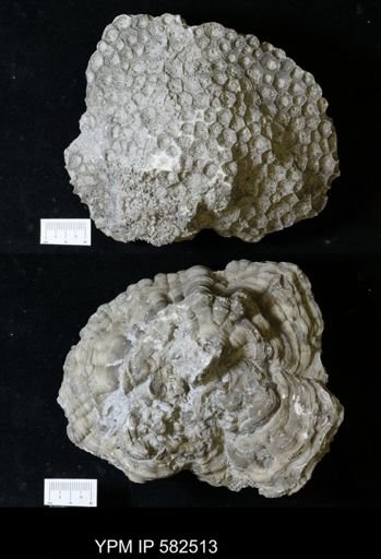 Hexagonaria sp.