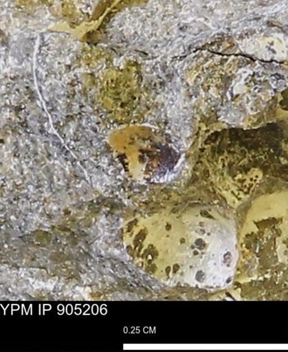 undet. Mollusca