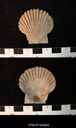 Chesapecten nefrens
