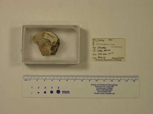 Archaeohyrax suniensis