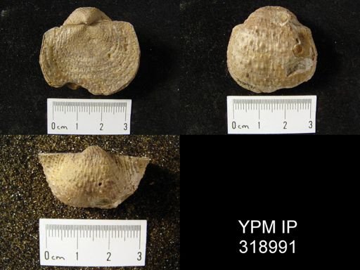 Pustula nebrascensis