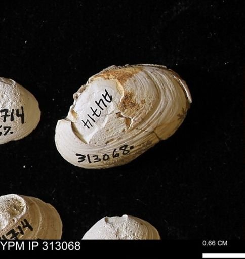 Corbicula