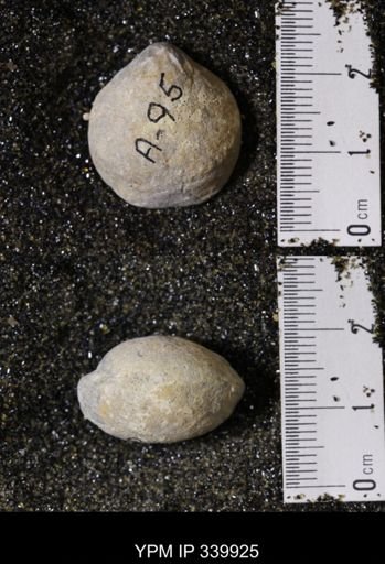 Kingena wacoensis