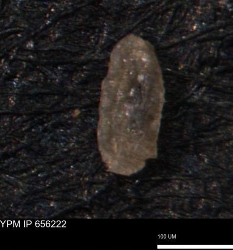 Miliammina manitobensis