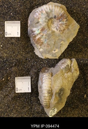 Hoploscaphites nicolletii