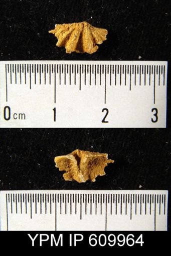Megakozlowskiella sp.