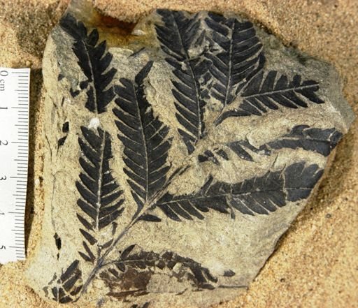 Calcaropteris boeselii