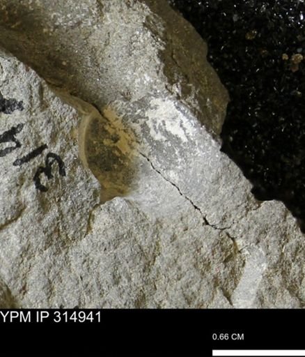 undet. Bivalvia