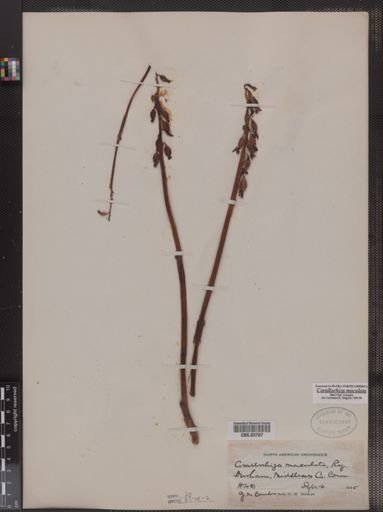 Corallorrhiza